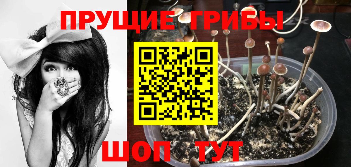 Галлюциногенные грибы Cubensis Долгопрудный
